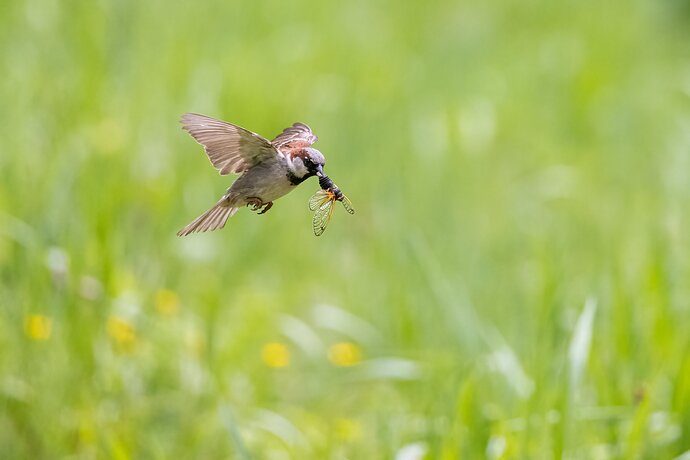 Sparrow with brood X cicada