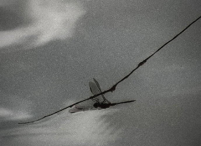 Reflection 2025 DF.jpg