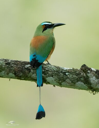 My Wife's Favorite from the Costa Rica Trip