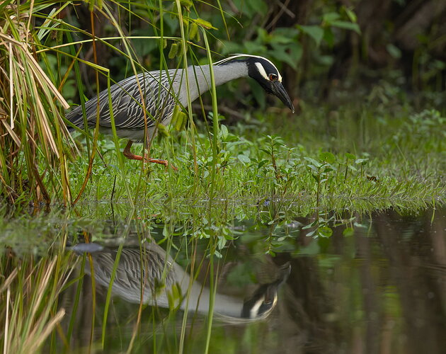 Yellow-crowned Night Heron 3.jpg