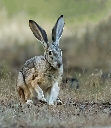 Jackrabbit Pose