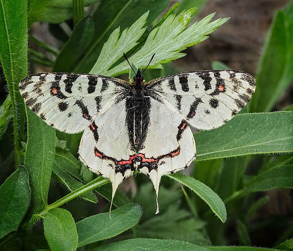 Dragon-Swallowtail-rework