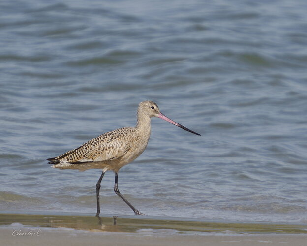 Marbled Godwit .jpg