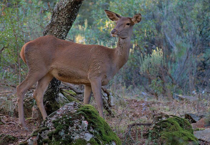 Female red deer