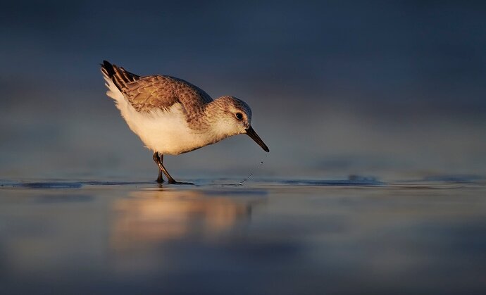 Sanderling at Sunrise