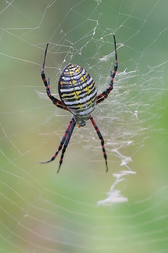 Argiope0920dppZSPtcdj