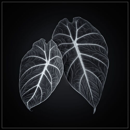 2025-03-09-11.20.02 ZS DMap-Edit