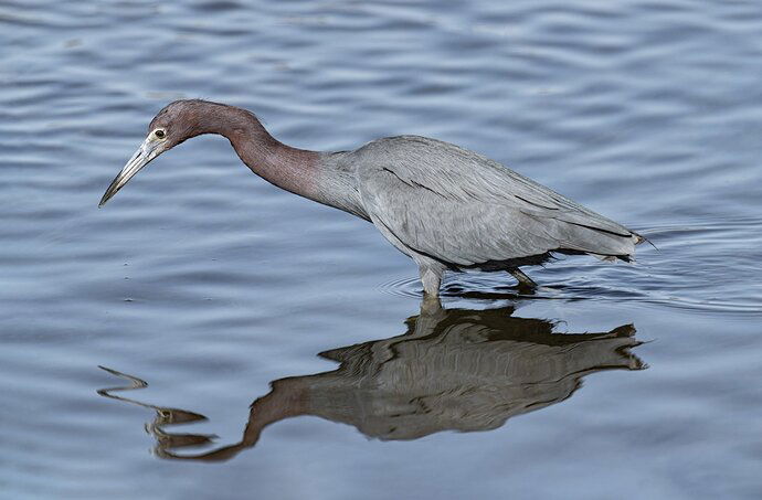 Little Blue Heron