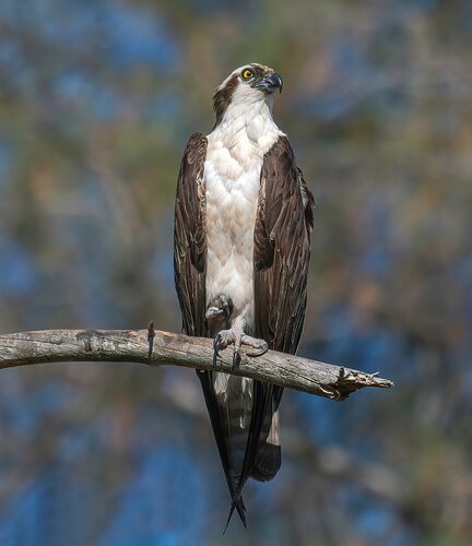 Osprey Sentinel