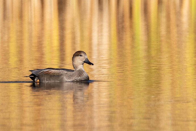 Gadwall-NPN-repost