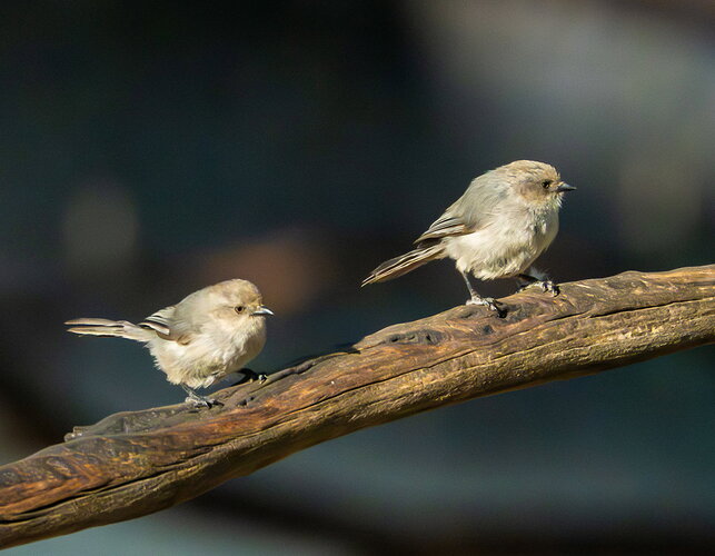 Original - BUSHTITS.jpg
