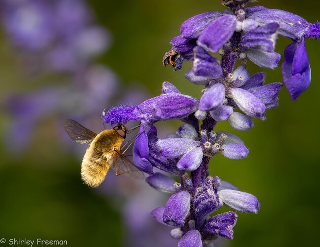 BombyliidaeFamily