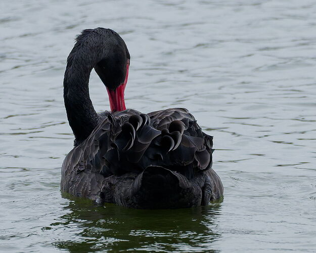 DSC_6890_1_DxO
