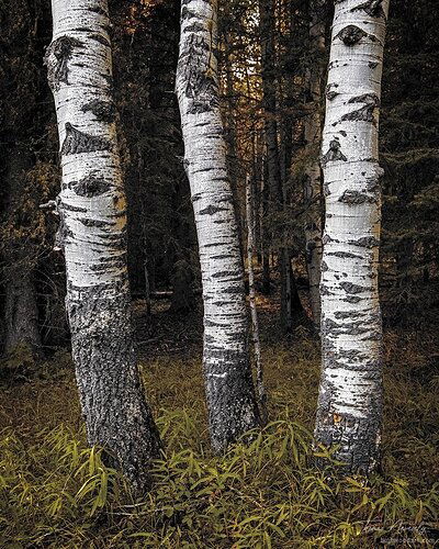 Guardians of the Forest