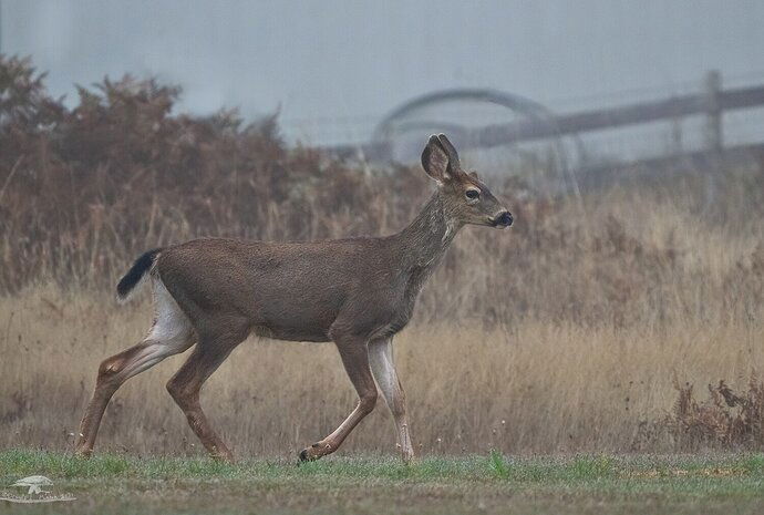 "Little Buck"