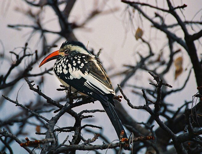 Redbilled-Hornbill-sharpened