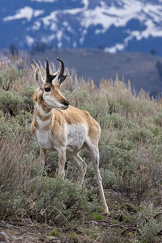 Alert Pronghorn