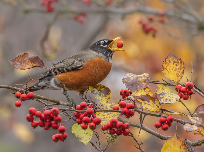 Robin, American _49A2663-Edit-Edit