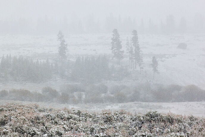 Snowing in the Park.jpg