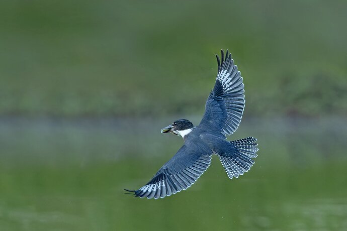 Belted Kingfisher banking pose.jpg