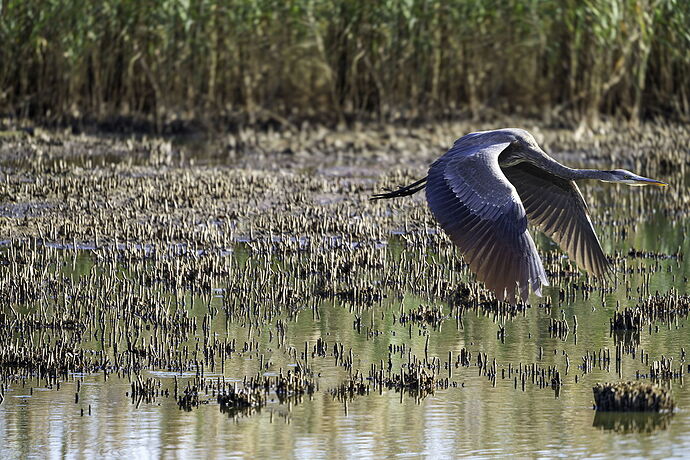 Heron 3.jpg