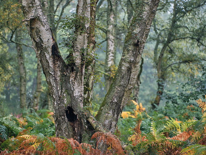Autumn-Pastels-Roseisle-ntl.jpg