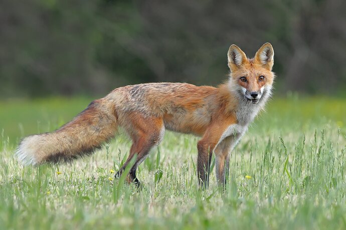 Red Fox with vole 2