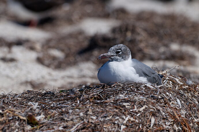 DSC_4915_DxO.jpg