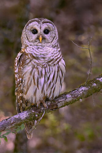 Barred Owl 6_DxO