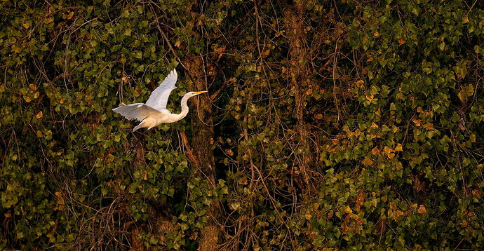 Egret-at-golden-hour-2-cropped-version,-Richfield,-9-12-24