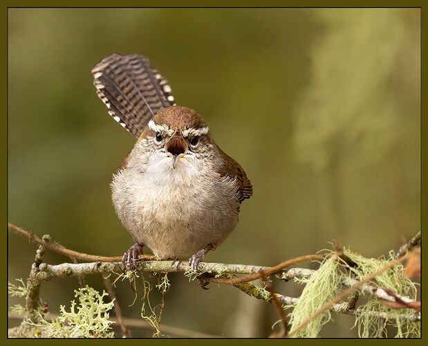 Bewick's Wren-NPN.jpg