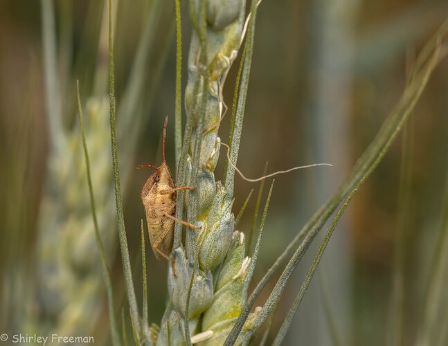 Stink Bug (?) on Wheat Head