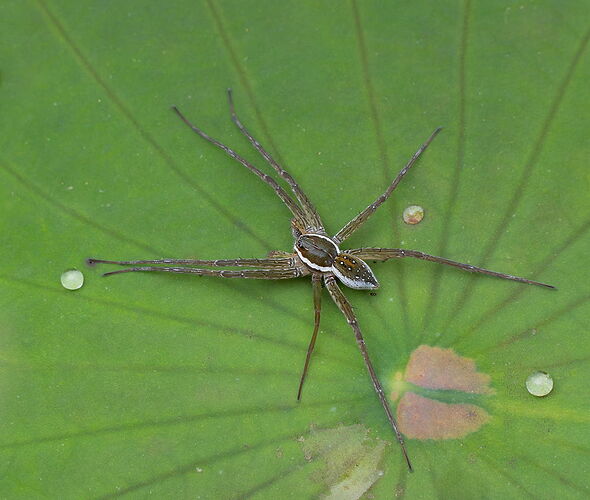 Fishing Spider 1.jpg