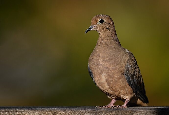 Mourning-Dove-copy