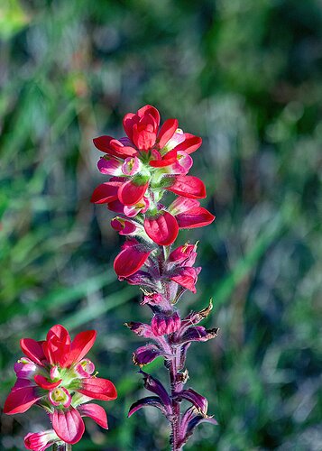 Texas Paintbrush