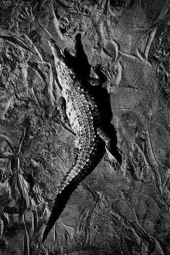 IMG_4874_Master_Edit B&W-2000p.jpg