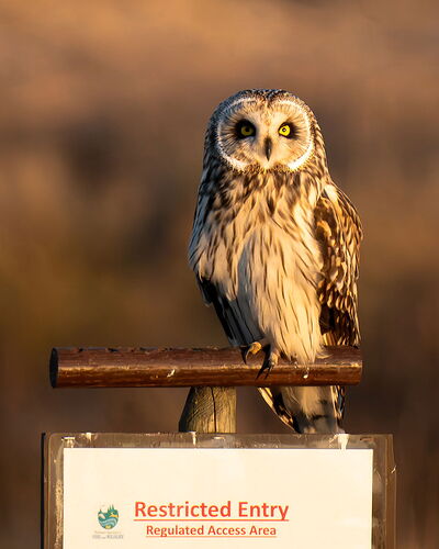 20260119_Washington_SkagitValley_Birds_1482-001