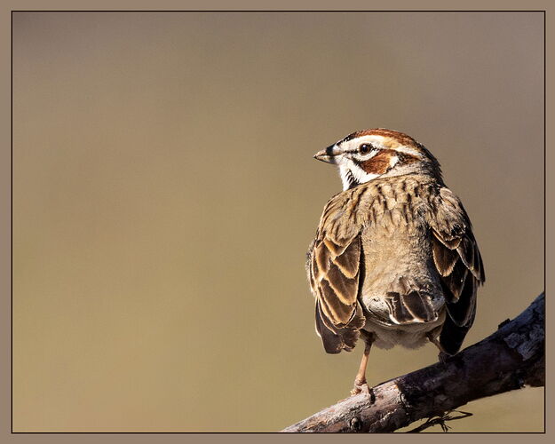Lark Sparrow-NPN.jpg
