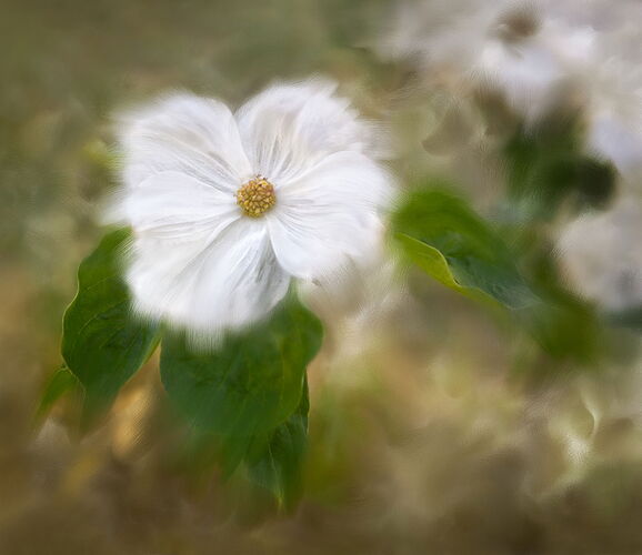 Dogwood _MG_1453 2 PAINTER-Edit-Edit