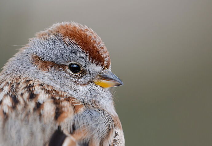 Treesparrowportrait.jpg