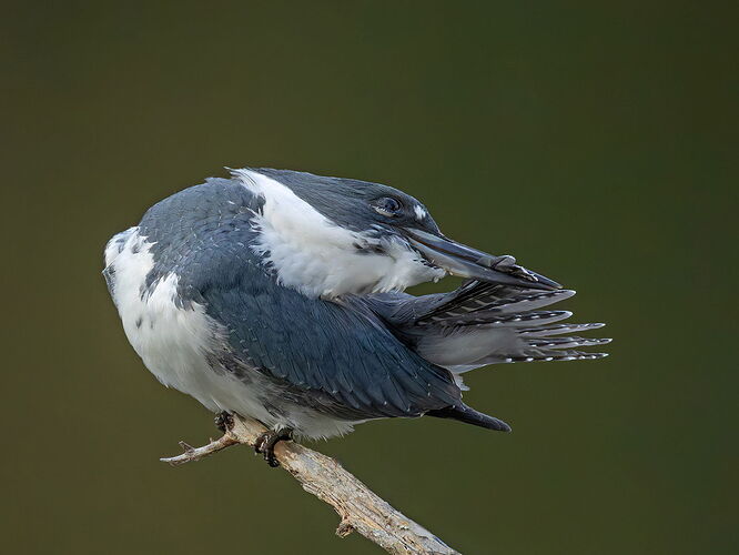Belted Kingfisher 155