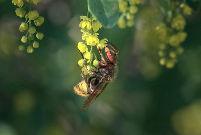 2025-05-01_Vespa-crabro_scaled-DM