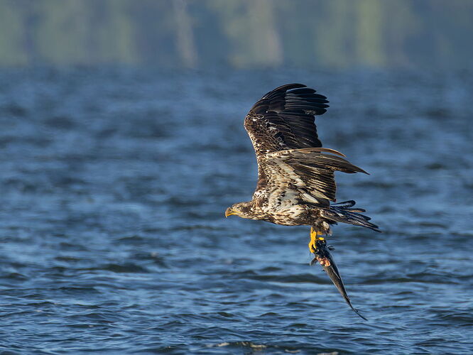 Bald Eagle 37.jpg