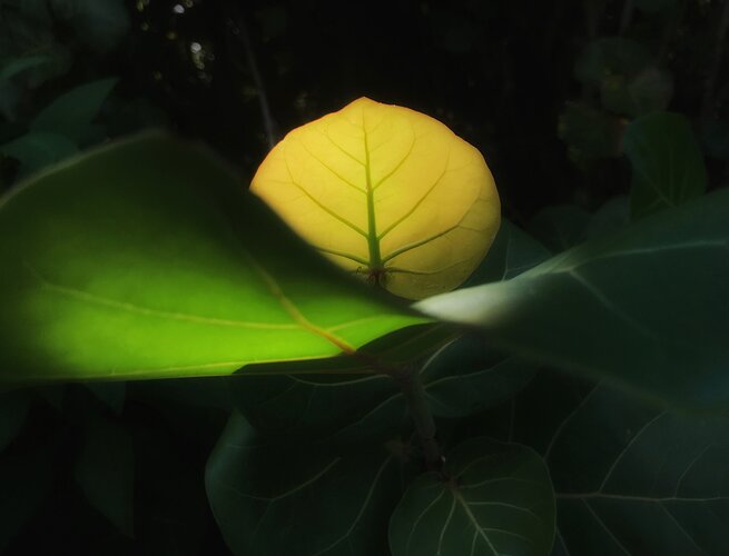 Soft Lit Leaf