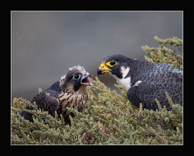 Juvenile Peregrine with Mom