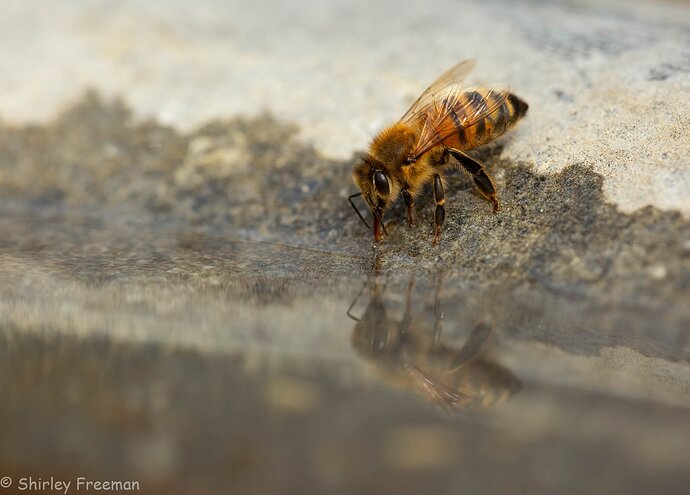 Not Just For The Birds