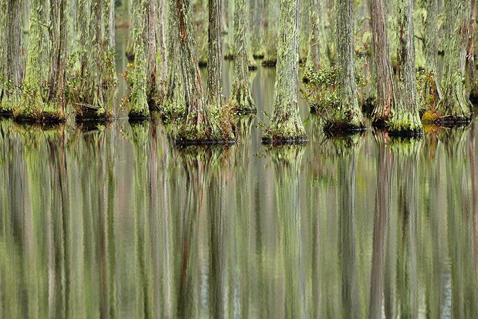 1-1-23 Trees Knees & Reflections DSCF3445-2