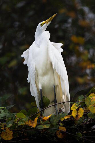 great egret lofty asper copy