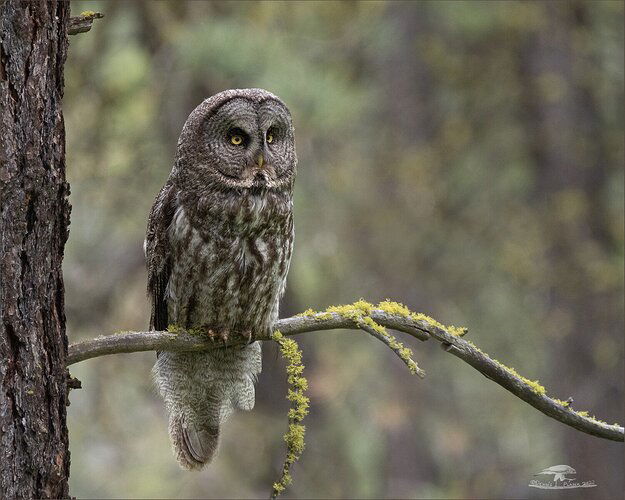 Great Gray Owl Same Bird, Different Perch