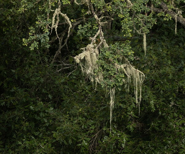 Lace Lichen on Oaks